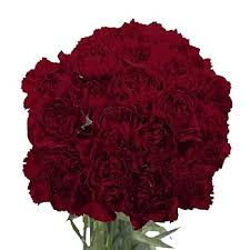 Burgundy Carnations Flower Seeds for Planting – Heirloom NonGMO Wildflower Mix Organic Garden Seeds with High Germination
 
 Sale