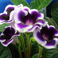 Blue Cream Gloxinia Flower Seeds for Planting – Heirloom NonGMO Cut Flower Favorite Organic Garden Seeds with High Germination
 
 Sale