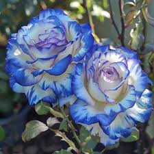 Blue and White Rose Flower Seeds for Planting – Heirloom NonGMO Premium Organic Garden Seeds with High Germination
 
 Sale