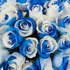 Blue and White Rose Flower Seeds for Planting – Heirloom NonGMO Premium Organic Garden Seeds with High Germination
 
 Sale