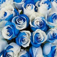 Blue and White Rose Flower Seeds for Planting – Heirloom NonGMO Premium Organic Garden Seeds with High Germination
 
 Sale