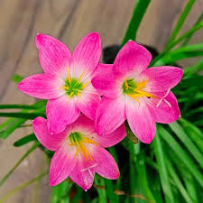 Pink Zephyranthes Flower Seeds for Planting – Heirloom NonGMO Colorful Organic Garden Seeds with High Germination
 
 Sale