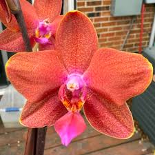 Orange Yellow Phalaenopsis Orchid Seeds for Planting Heirloom NonGMO Seasonal Bloomer High Germination
 
 Sale