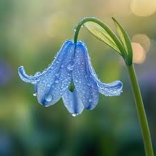 Blue Bell Orchid Flower Seeds for Planting – Heirloom NonGMO Fragrant Organic Garden Seeds with High Germination
 
 Sale