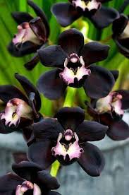 Black Phalaenopsis Orchid Flower Seeds for Planting – Heirloom NonGMO Pollinator Friendly Organic Garden Seeds with High Germination
 
 Sale