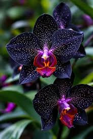 Black Phalaenopsis Orchid Flower Seeds for Planting – Heirloom NonGMO Pollinator Friendly Organic Garden Seeds with High Germination
 
 Sale