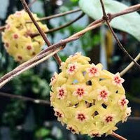 Pale Yellow Hoya Flower Seeds for Planting – Heirloom NonGMO Compact Organic Garden Seeds with High Germination
 
 Sale