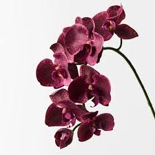 Burgundy Phalaenopsis Orchid Flower Seeds for Planting – Heirloom NonGMO Low Maintenance Organic Garden Seeds with High Germination
 
 Sale