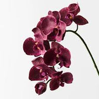Burgundy Phalaenopsis Orchid Flower Seeds for Planting – Heirloom NonGMO Low Maintenance Organic Garden Seeds with High Germination
 
 Sale