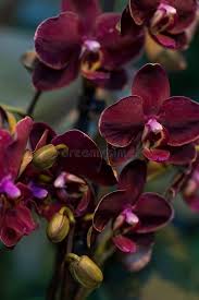 Burgundy Phalaenopsis Orchid Flower Seeds for Planting – Heirloom NonGMO Low Maintenance Organic Garden Seeds with High Germination
 
 Sale