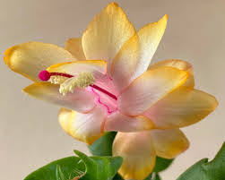 Yellow Schlumbergera Seeds for Planting – Heirloom NonGMO Colorful Blooms – Organic Garden Seeds
 
 Sale