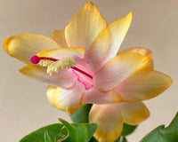Yellow Schlumbergera Seeds for Planting – Heirloom NonGMO Colorful Blooms – Organic Garden Seeds
 
 Sale