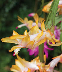 Yellow Schlumbergera Seeds for Planting – Heirloom NonGMO Colorful Blooms – Organic Garden Seeds
 
 Sale for planting in home garden