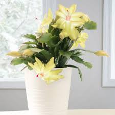 Yellow Schlumbergera Seeds for Planting – Heirloom NonGMO Colorful Blooms – Organic Garden Seeds
 
 Sale