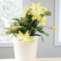 Yellow Schlumbergera Seeds for Planting – Heirloom NonGMO Colorful Blooms – Organic Garden Seeds
 
 Sale