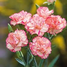 Baby Pink Carnation Flower Seeds for Planting Heirloom NonGMO High Germination Organic Garden Seeds
 
 Sale