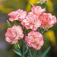 Baby Pink Carnation Flower Seeds for Planting Heirloom NonGMO High Germination Organic Garden Seeds
 
 Sale
