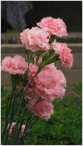 Baby Pink Carnation Flower Seeds for Planting Heirloom NonGMO High Germination Organic Garden Seeds
 
 Sale