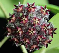 Black Red Hoya Flower Seeds for Planting – Heirloom NonGMO High Germination Organic Garden Seeds
 
 Sale