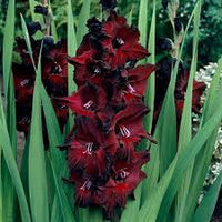 Red Black Gladiolus Flower Seeds for Planting – Heirloom NonGMO High Germination Organic Garden Seeds
 
 Sale