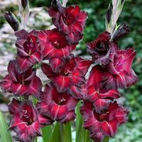 Red Black Gladiolus Flower Seeds for Planting – Heirloom NonGMO High Germination Organic Garden Seeds
 
 Sale