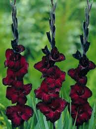 Red Black Gladiolus Flower Seeds for Planting – Heirloom NonGMO High Germination Organic Garden Seeds
 
 Sale for planting in home garden