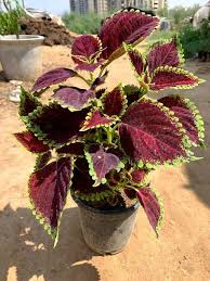 Maroon Coleus Seeds for Planting – Heirloom NonGMO High Germination Organic Garden Seeds for Long Bloom Season
 
 Sale