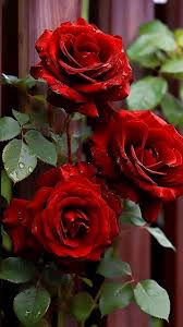 Red Rose Flower Seeds for Planting – Heirloom NonGMO High Germination Organic Garden Seeds for Home Gardens
 
 Sale