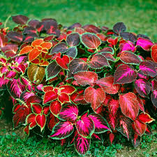 Green Coleus Seeds for Planting – Heirloom NonGMO High Germination Organic Garden Seeds Hardy ShadeLoving Variety
 
 Sale