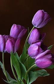 Purple Tulip Flower Seeds for Planting – Heirloom NonGMO High Germination Organic Garden Seeds Garden Favorite
 
 Sale
