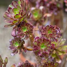 Brown Green Succulent Flower Seeds for Planting – Heirloom NonGMO High Germination Organic Garden Seeds Vibrant Colors
 
 Sale