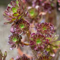Brown Green Succulent Flower Seeds for Planting – Heirloom NonGMO High Germination Organic Garden Seeds Vibrant Colors
 
 Sale