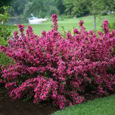 Pink Weigela Flower Seeds for Planting – Heirloom NonGMO High Germination Organic Garden Seeds Bright Blooming Shrub
 
 Sale