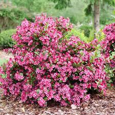 Pink Weigela Flower Seeds for Planting – Heirloom NonGMO High Germination Organic Garden Seeds Bright Blooming Shrub
 
 Sale