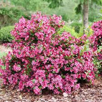 Pink Weigela Flower Seeds for Planting – Heirloom NonGMO High Germination Organic Garden Seeds Bright Blooming Shrub
 
 Sale
