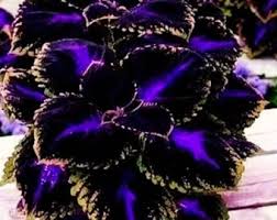 Black Coleus Flower Seeds for Planting – Heirloom NonGMO High Germination Organic Garden Seeds Premium Quality
 
 Sale