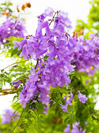 Lavender Jacaranda Flower Seeds for Planting Heirloom NonGMO Shade Tolerant High Germination
 
 Sale