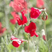 Red Sweet Pea Flower Seeds for Planting Heirloom NonGMO Sun Loving High Germination Garden Seeds
 
 Sale