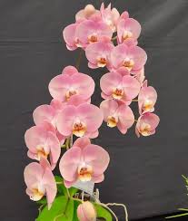 Light Pink Phalaenopsis Orchid Seeds for Planting Heirloom NonGMO Wildflower Mix High Germination
 
 Sale