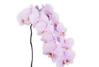 Light Pink Phalaenopsis Orchid Seeds for Planting Heirloom NonGMO Wildflower Mix High Germination
 
 Sale