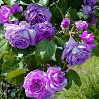 Deep Purple Climbing Rose Flower Seeds for Planting Heirloom NonGMO Organic Garden Seeds
 
 Sale