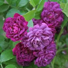 Deep Purple Climbing Rose Flower Seeds for Planting Heirloom NonGMO Organic Garden Seeds
 
 Sale