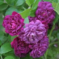 Deep Purple Climbing Rose Flower Seeds for Planting Heirloom NonGMO Organic Garden Seeds
 
 Sale