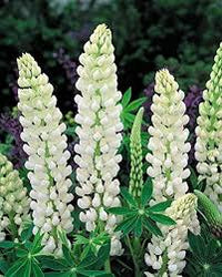 White Lupine Flower Seeds for Planting Heirloom NonGMO Cottage Garden Organic Seeds
 
 Sale