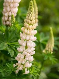 White Lupine Flower Seeds for Planting Heirloom NonGMO Cottage Garden Organic Seeds
 
 Sale