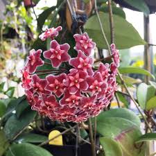 Red Carnosa Flower Seeds for Planting Heirloom NonGMO Organic Garden Seeds for Vibrant Displays
 
 Sale