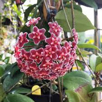 Red Carnosa Flower Seeds for Planting Heirloom NonGMO Organic Garden Seeds for Vibrant Displays
 
 Sale