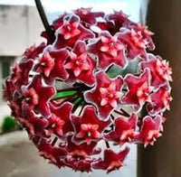 Red Carnosa Flower Seeds for Planting Heirloom NonGMO Organic Garden Seeds for Vibrant Displays
 
 Sale for planting in home garden
