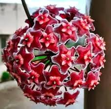 100 Pcs