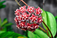 Red Carnosa Flower Seeds for Planting Heirloom NonGMO Organic Garden Seeds for Vibrant Displays
 
 Sale